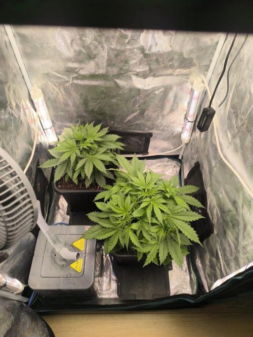 Super Lemon Haze Auto organic-synthetic. Week 3