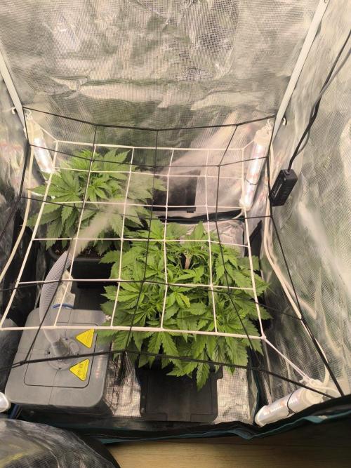 Super Lemon Haze Auto . Week 3