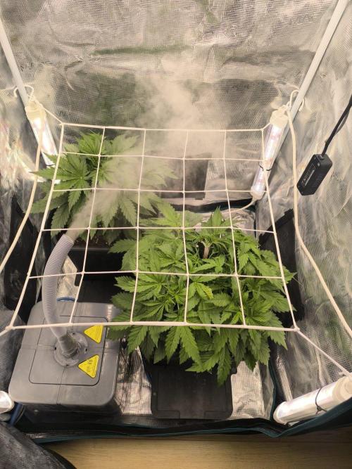 Super Lemon Haze Auto organic-synthetic. Week 3