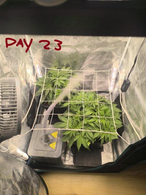 Super Lemon Haze Auto organic-synthetic. Week 3