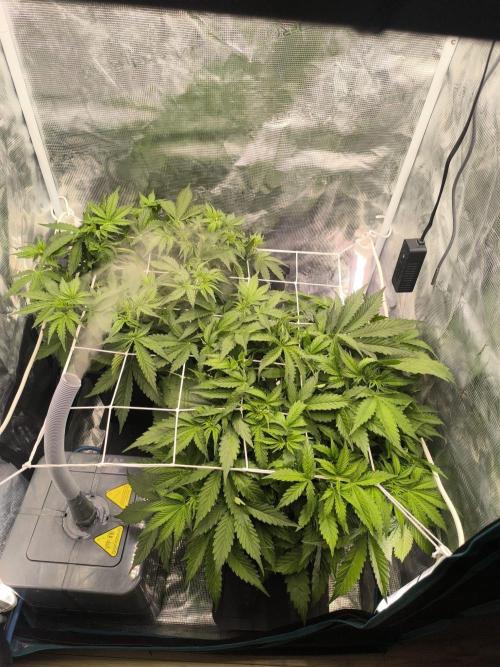 Super Lemon Haze Auto . Week 4