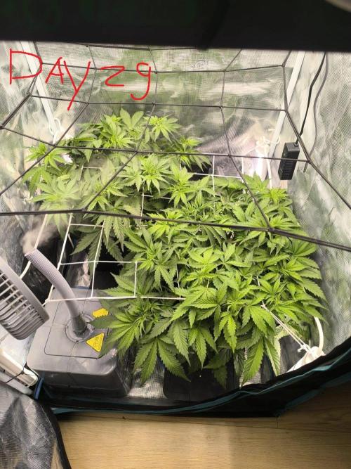 Super Lemon Haze Auto . Week 4