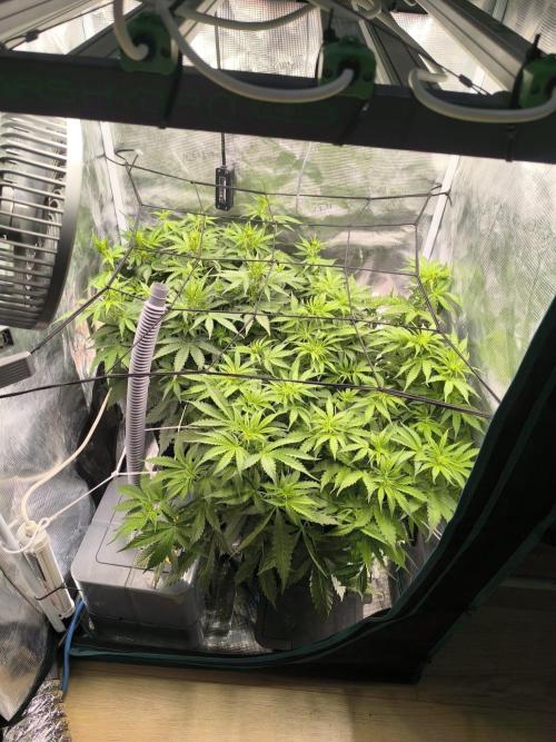 Super Lemon Haze Auto organic-synthetic. Week 5