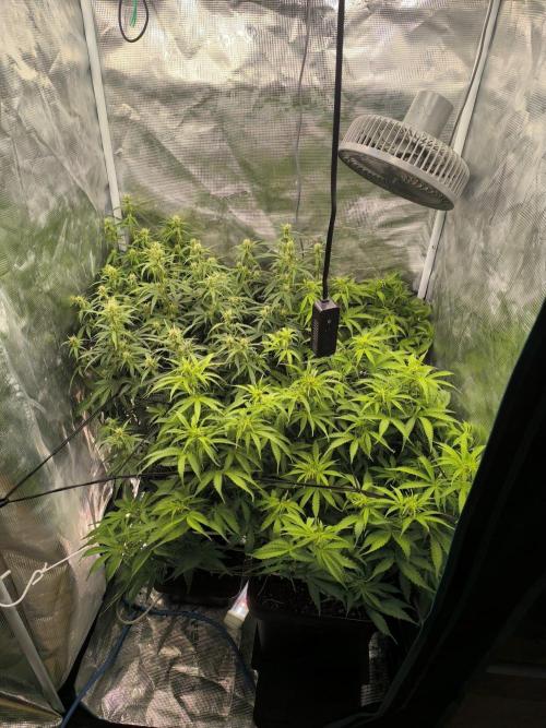 Super Lemon Haze Auto . Week 6
