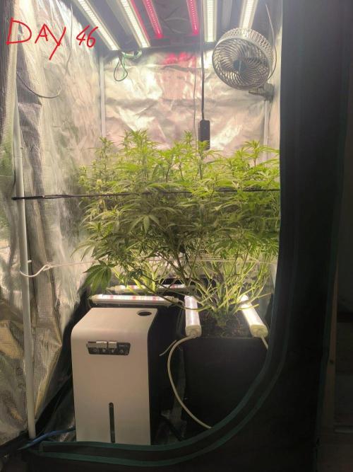 Super Lemon Haze Auto organic-synthetic. Week 6