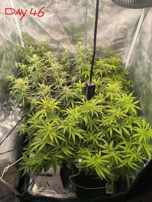 Super Lemon Haze Auto organic-synthetic. Week 6