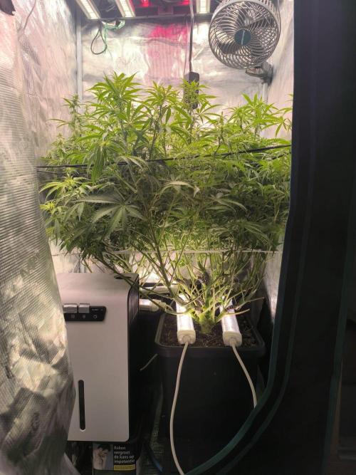 Super Lemon Haze Auto . Week 7