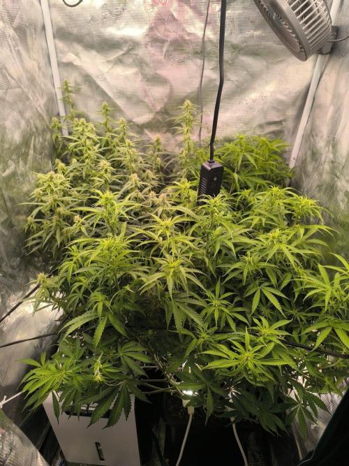 Super Lemon Haze Auto organic-synthetic. Week 7