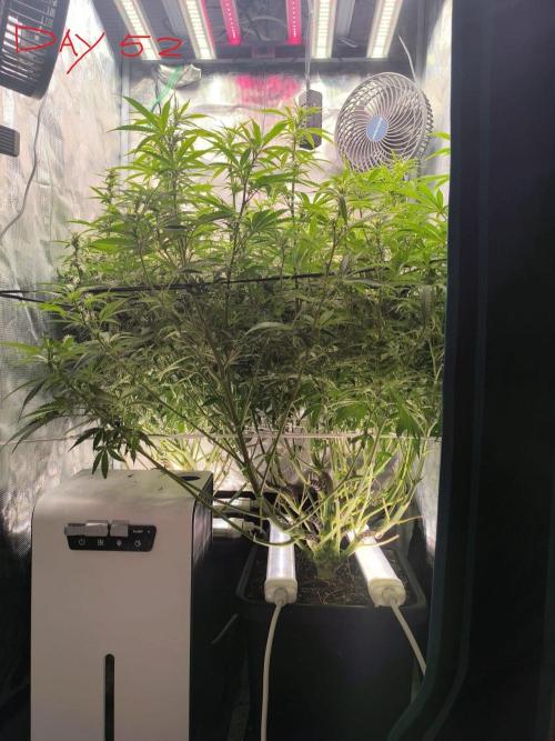Super Lemon Haze Auto organic-synthetic. Week 7
