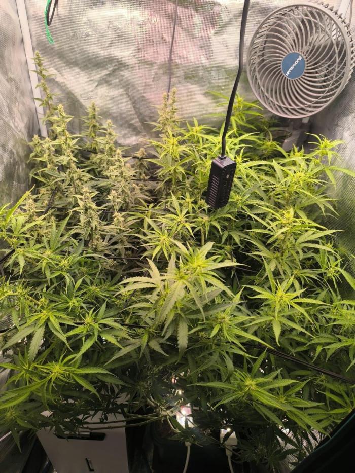 Super Lemon Haze Auto organic-synthetic. Week 8