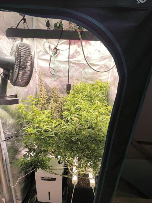 Super Lemon Haze Auto organic-synthetic. Week 9