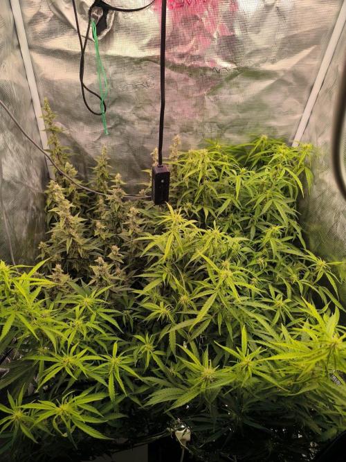 Super Lemon Haze Auto organic-synthetic. Week 9