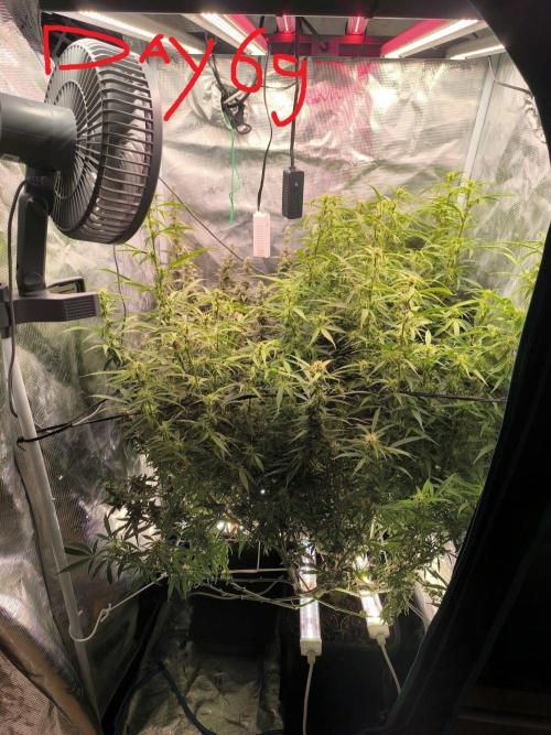 Super Lemon Haze Auto organic-synthetic. Week 9