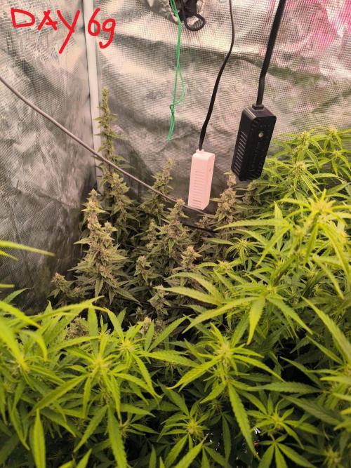 Super Lemon Haze Auto . Week 9