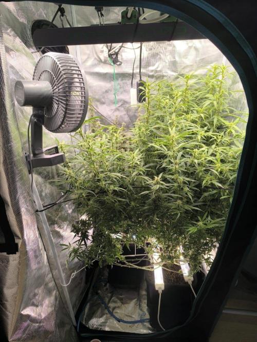 Super Lemon Haze Auto organic-synthetic. Week 10