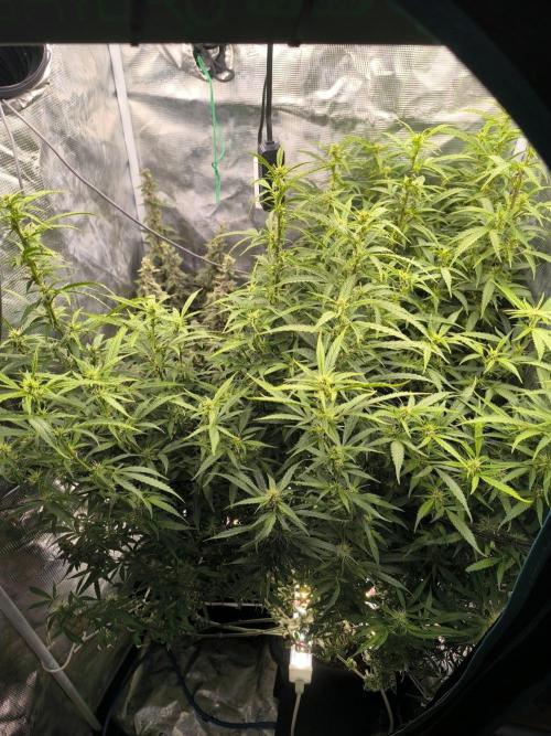 Super Lemon Haze Auto organic-synthetic. Week 10