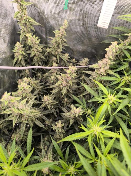 Super Lemon Haze Auto . Week 10