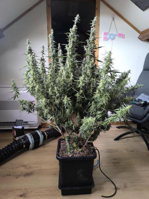 Super Lemon Haze Auto . Week 10