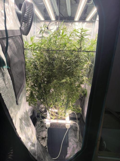 Super Lemon Haze Auto organic-synthetic. Week 10