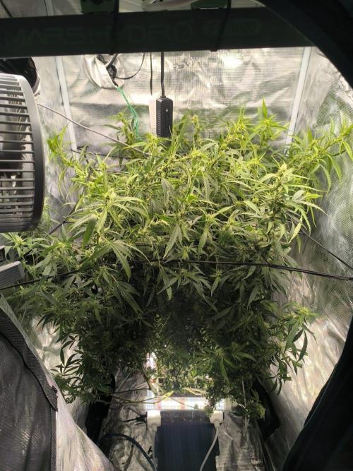 Super Lemon Haze Auto organic-synthetic. Week 10