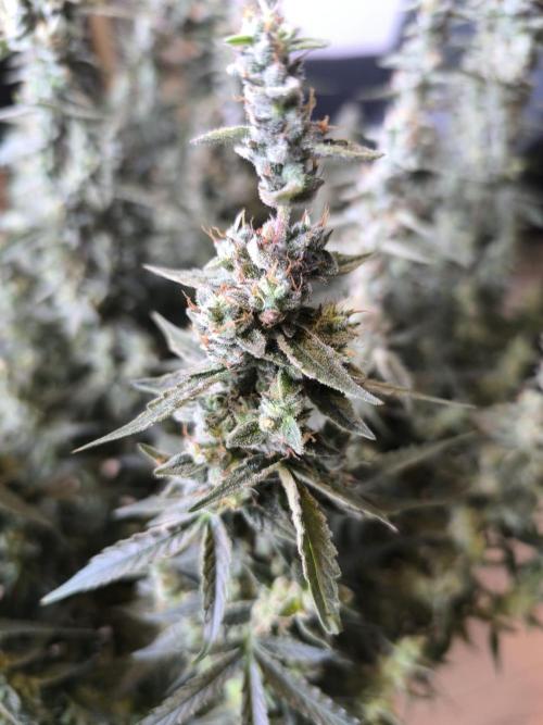 Super Lemon Haze Auto organic-synthetic. Week 10