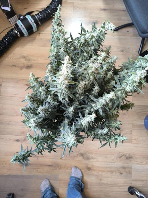 Super Lemon Haze Auto organic-synthetic. Week 10