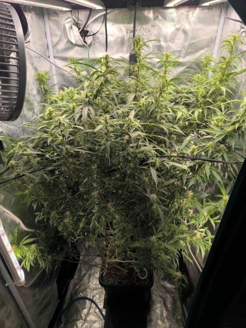 Super Lemon Haze Auto organic-synthetic. Week 11