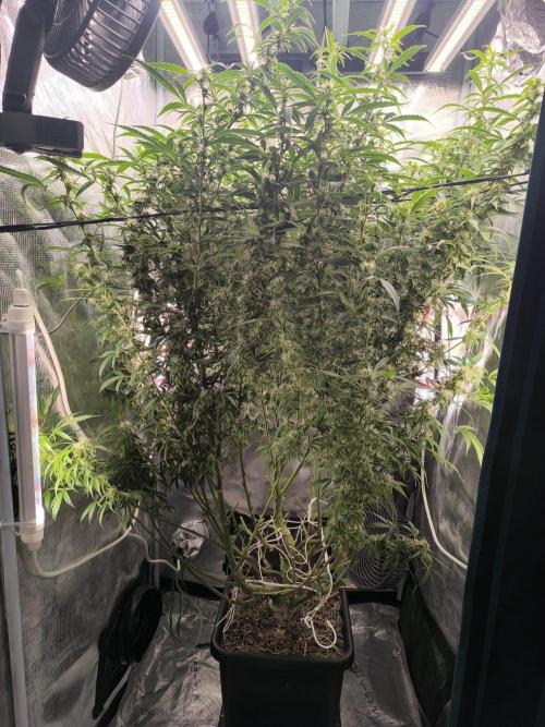 Super Lemon Haze Auto . Week 11