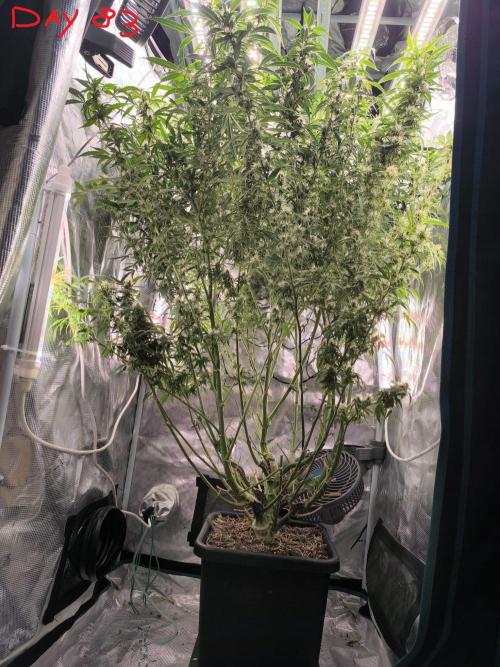 Super Lemon Haze Auto . Week 11