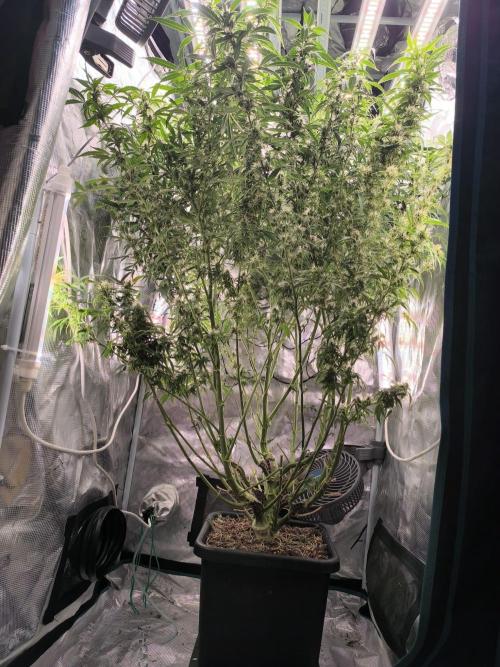 Super Lemon Haze Auto . Week 12