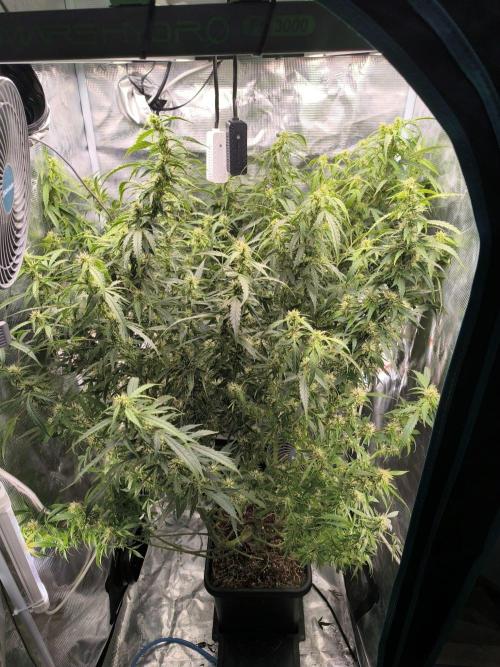 Super Lemon Haze Auto organic-synthetic. Week 12