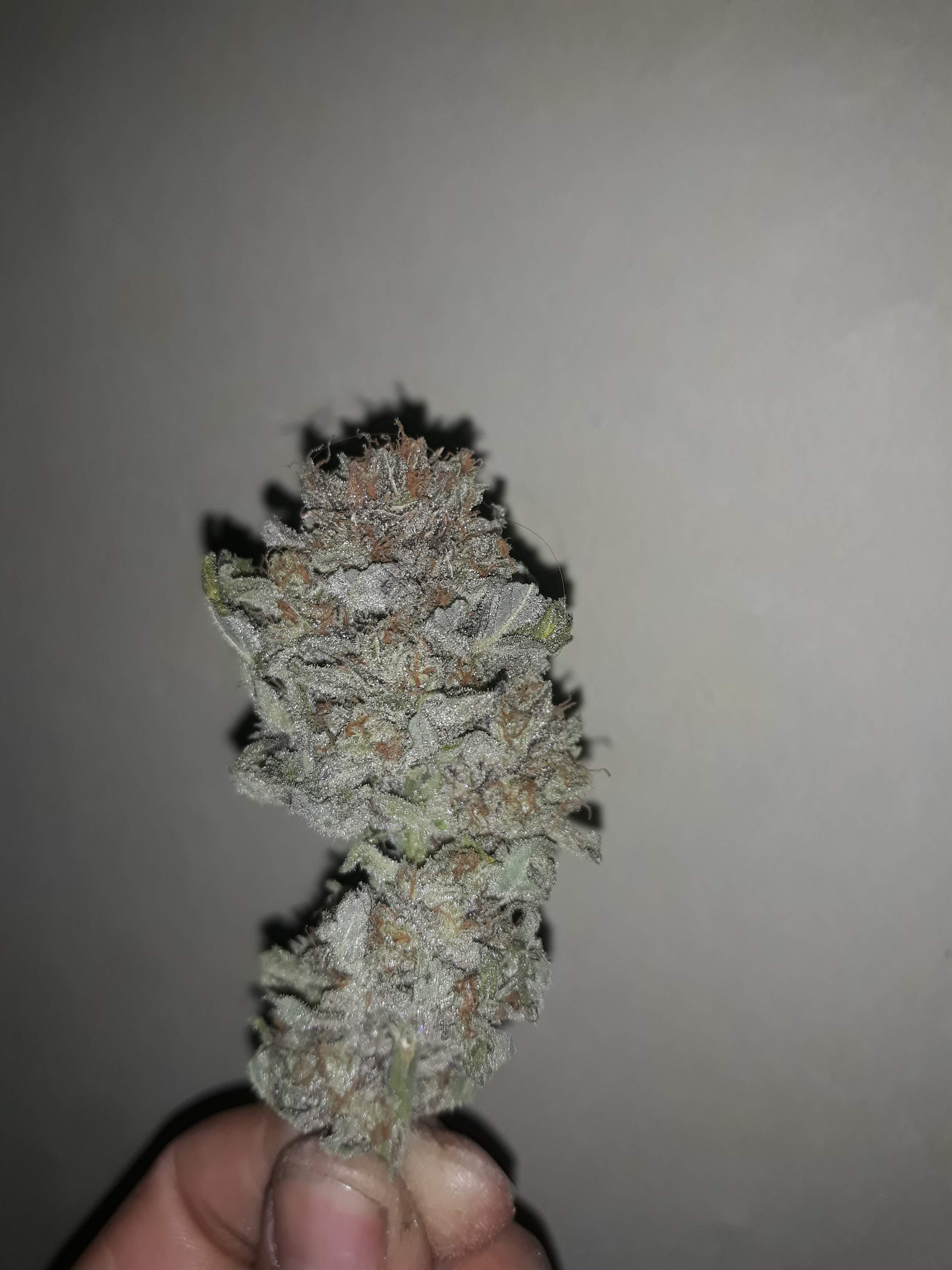 Exotic Seed Herz Og Grow Journal Harvest15 By Growdiaries