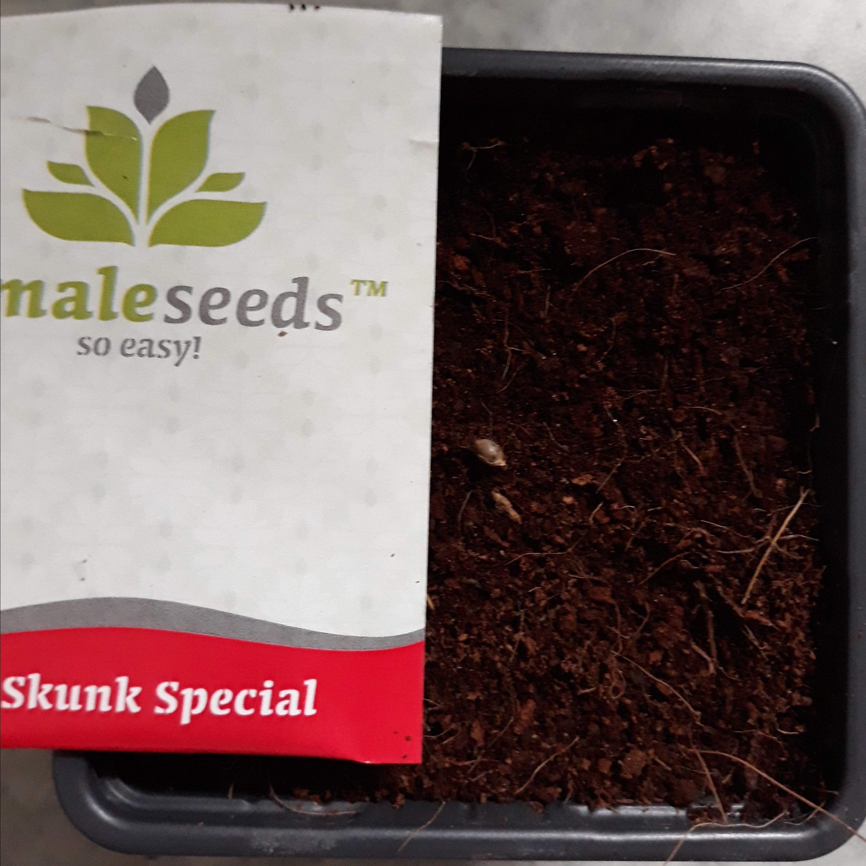 Female Seeds Skunk Special grow diary (journal) week1 by biggreens420