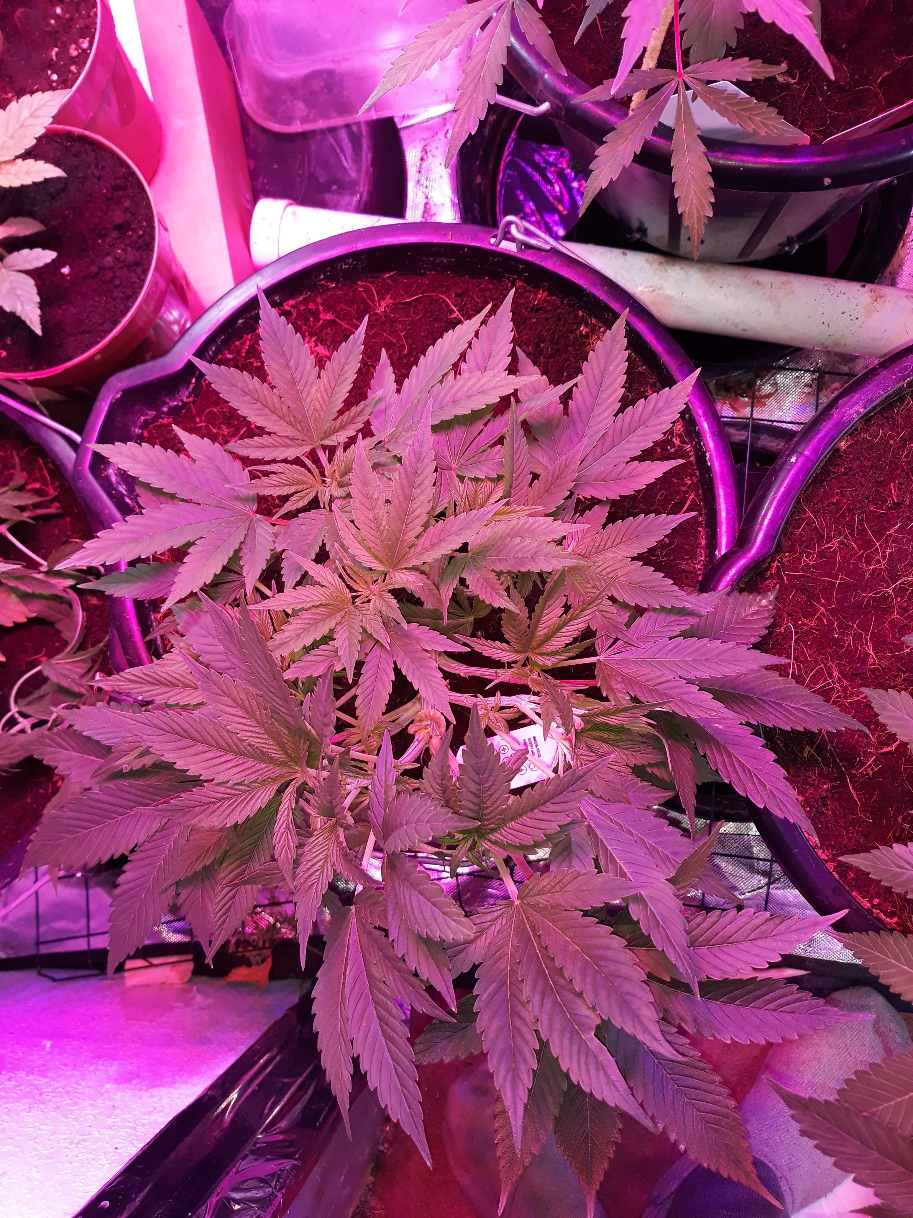 Spliff Seeds Purple Berry Kush grow diary (journal) week7 by