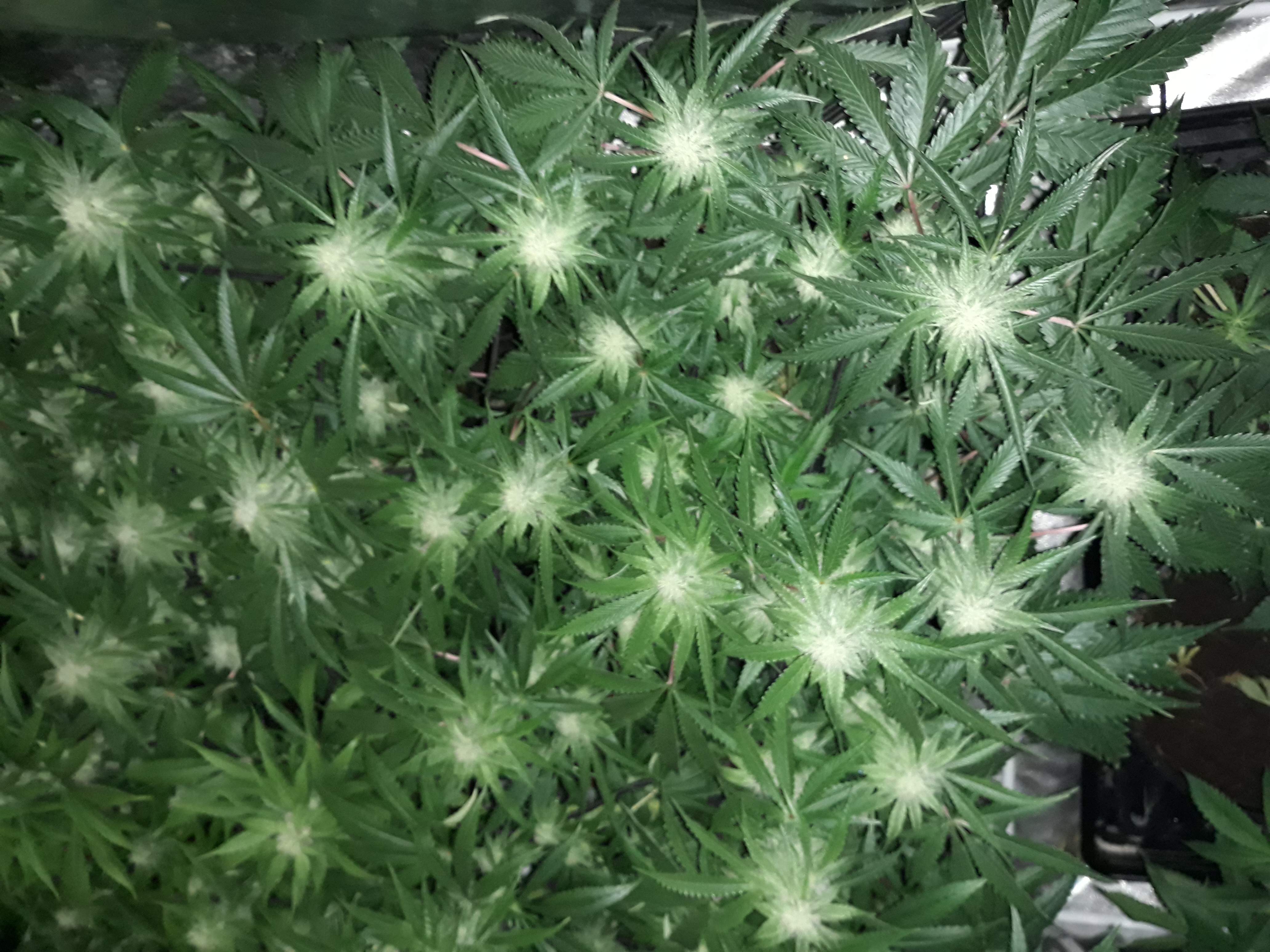 Royal Queen Seeds Pineapple Kush 2 grow diary (journal) week12 by