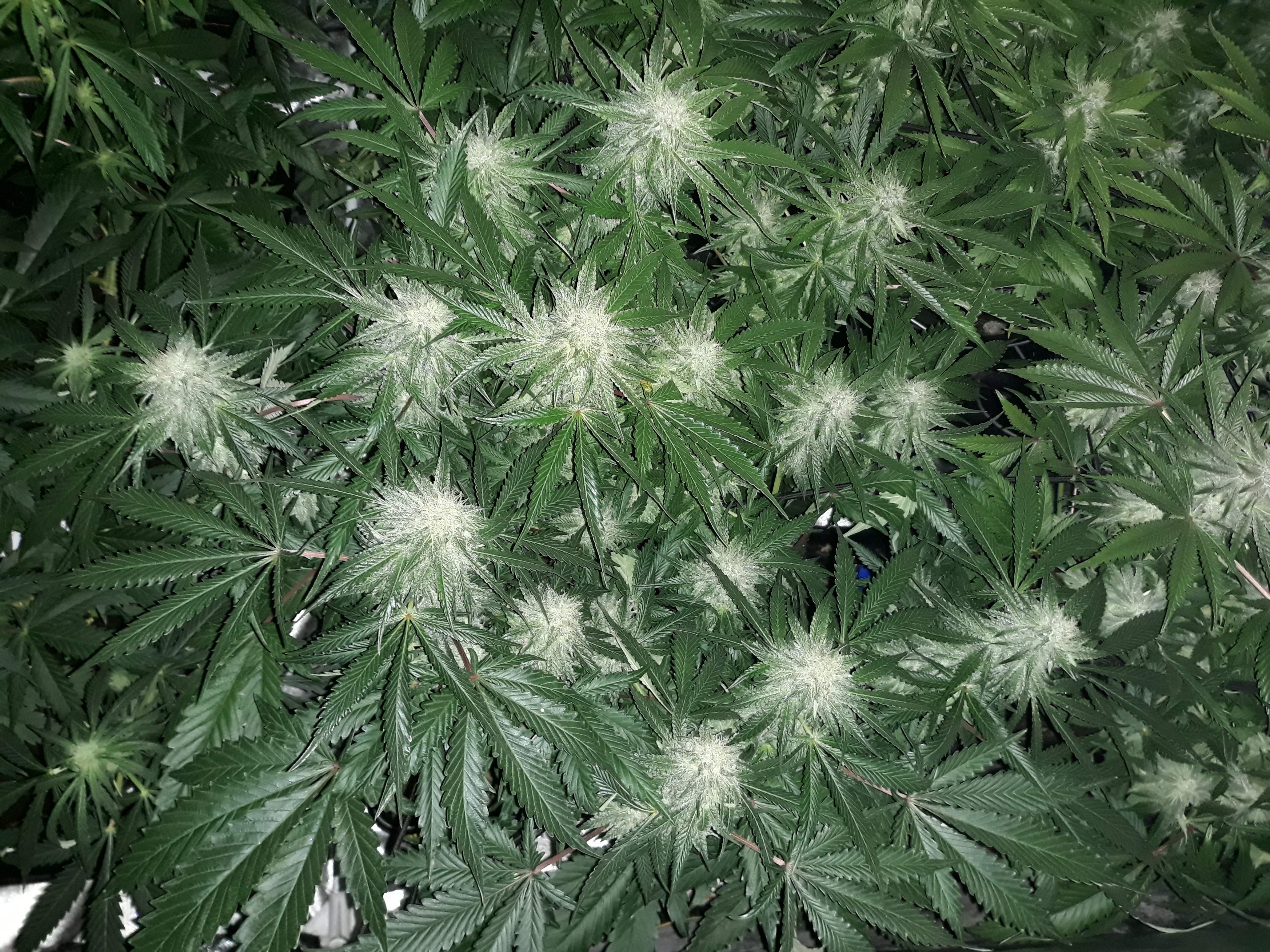 Royal Queen Seeds Pineapple Kush 2 grow diary (journal) week13 by