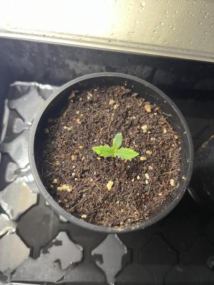 Comment by Growmebig photo #1
