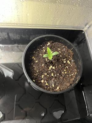 Comment by Growmebig photo #2