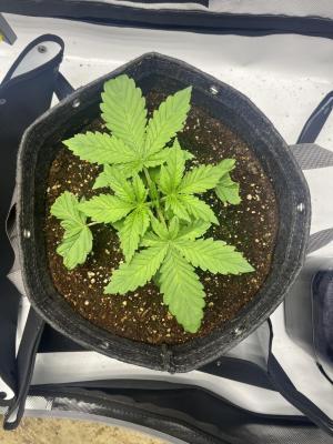 Comment by Growmebig photo #1