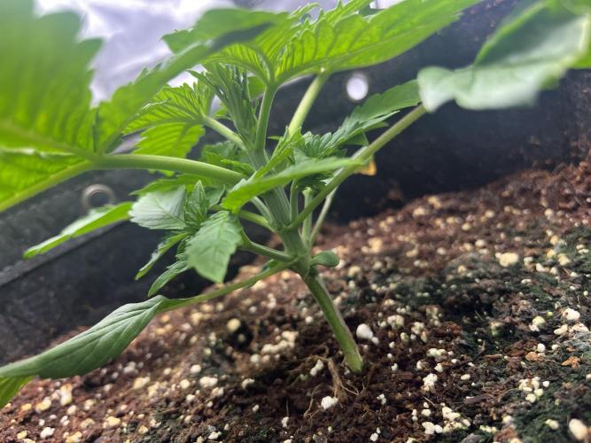 Growmebig