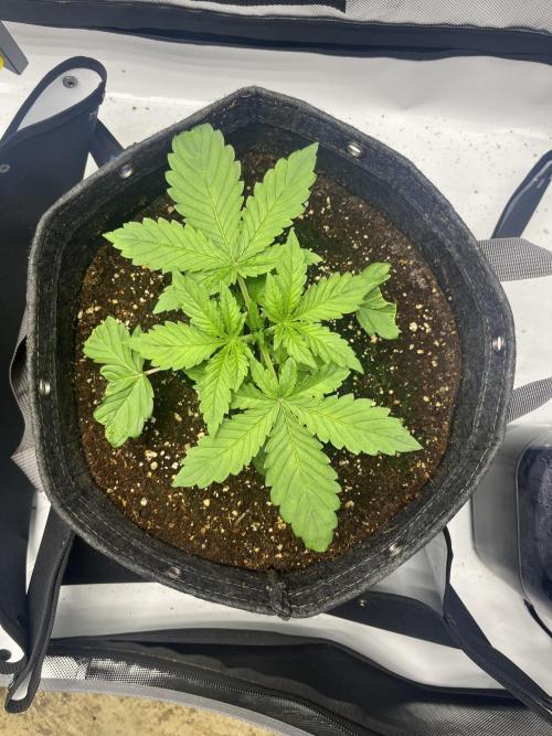 Gorilla Cookies Auto. Week 3