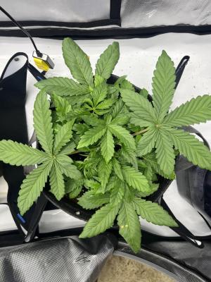 Comment by Growmebig photo #1