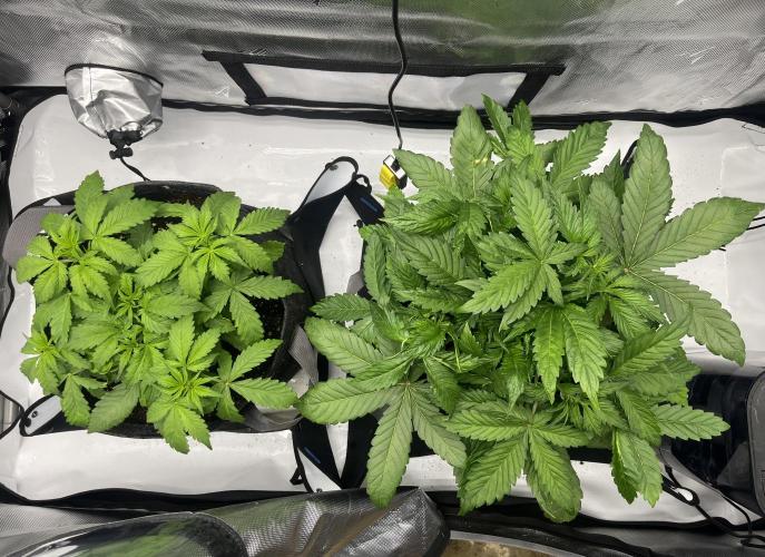 Gorilla Cookies Auto. Week 4