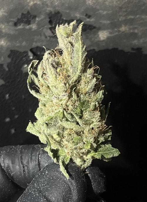 GorillaCookiesAuto. Week 11