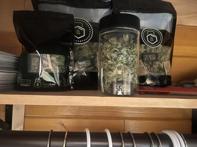 GorillaCookiesAuto. Week 11