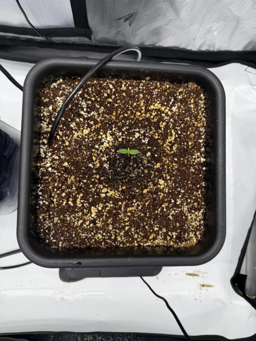 Banana Purple Punch X2. Week 1 - AutoPot- Hand Feeding till week 3