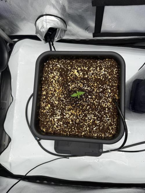 Banana Purple Punch X2. Week 1 - Will add air after it starts feeding itself