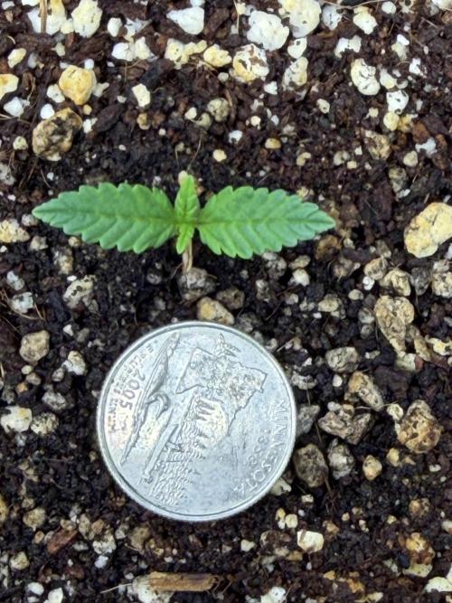Banana Purple Punch X2. Week 1 - Cotyledon Leaves Burnt off due to too much Light - as soon as it sprouted.  