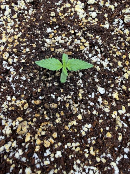 Banana Purple Punch X2. Week 1