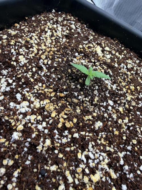 Banana Purple Punch X2. Week 1